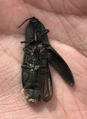 Chalcolepidius limbatus