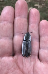 Chalcolepidius limbatus