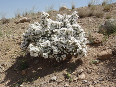 Convolvulus leiocalycinus
