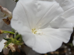 Convolvulus leiocalycinus