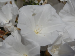 Convolvulus leiocalycinus
