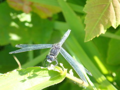 Leucorrhinia intacta