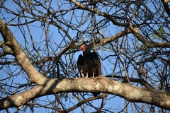Cathartes aura