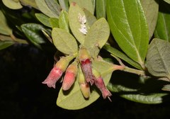 Macleania hirtiflora