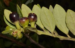 Macleania hirtiflora