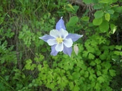 Aquilegia coerulea coerulea