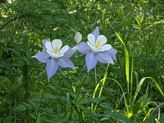 Aquilegia coerulea coerulea