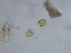 Corethron hystrix