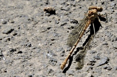 Argia emma
