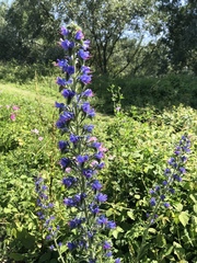 Echium vulgare