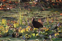 Jacana spinosa