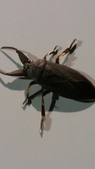 Lethocerus