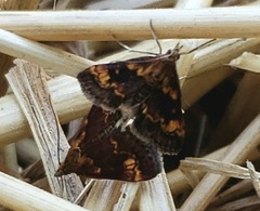 Pyrausta orphisalis