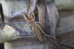 Nastonotus foreli