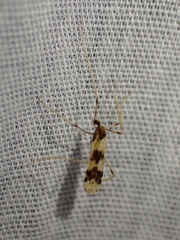 Erioptera venusta
