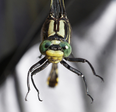 Gomphurus lineatifrons