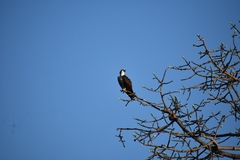 Pandion haliaetus