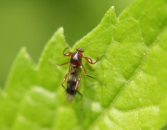 Heteromyia