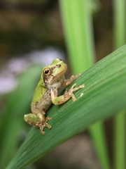 Hyla japonica
