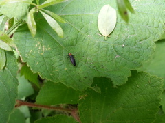 Agrilus ruficollis