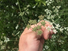Torilis arvensis