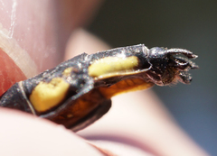 Gomphurus ventricosus