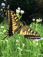 Papilio machaon hippocrates