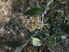 Buddleja nitida
