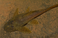 Loricariidae