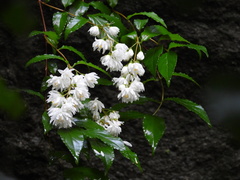 Deutzia crenata