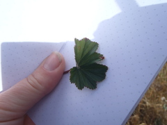Alchemilla pectinata
