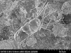 Corethron hystrix