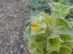 Phlomoides molucelloides