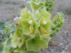 Phlomoides molucelloides