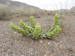 Phlomoides molucelloides