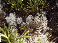 Cladonia confusa