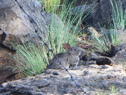 Volcano Rabbit