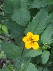 Sclerocarpus uniserialis