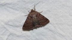 Protorthodes oviduca