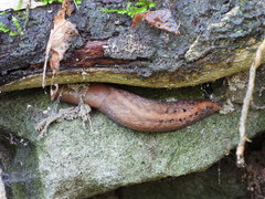 Limax dacampi