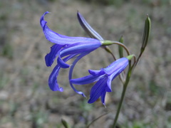 Ixiolirion tataricum