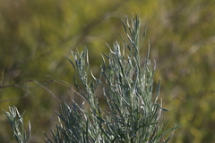 Artemisia cana