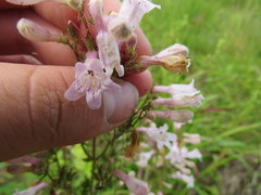 Penstemon laevigatus