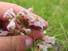 Penstemon laevigatus