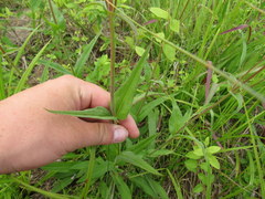 Penstemon laevigatus