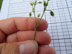 Cerastium brachypetalum