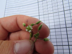 Cerastium brachypetalum