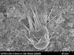 Corethron hystrix