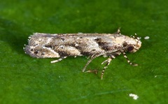 Coleotechnites coniferella