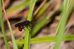 Dasymutilla nigripes